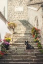 Cairn Terrier sitting at old staircase in Szentendre Royalty Free Stock Photo