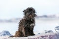 Cairn terrier sitting on stones Royalty Free Stock Photo