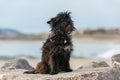 Cairn terrier sitting on stones Royalty Free Stock Photo