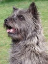 Cairn Terrier from Skye, Scotland portrait