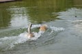 Dog retrieving a stick from the water Royalty Free Stock Photo