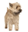 Cairn Terrier, standing and looking away Royalty Free Stock Photo