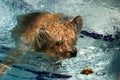 Cairn Terrier Swimming