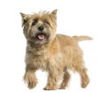 Cairn terrier walking Royalty Free Stock Photo