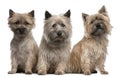 Cairn Terriers, 12 and 2 years old, sitting Royalty Free Stock Photo