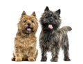 Cairn terriers Royalty Free Stock Photo