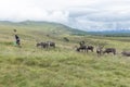 Cairngorm mountains, United Kingdom - July 27, 2019: The Cairngorm Reindeer Herd is Britain`s only free-ranging herd of reindeer