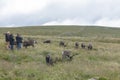 Cairngorm mountains, United Kingdom - July 27, 2019: The Cairngorm Reindeer Herd is Britain`s only free-ranging herd of reindeer