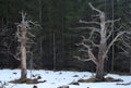 Two dry trees in The Cairngorms Mountains, Highlands, Scotland