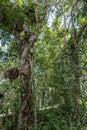 Layers of vegetation in Kuranda Rain Forest, Cairns Australia Royalty Free Stock Photo