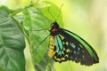 Cairns birdwing Royalty Free Stock Photo