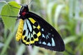 Cairns Birdwing butterflies