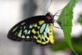 Cairns Birdwing Butterfly Royalty Free Stock Photo