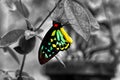 Cairns Birdwing Butterfly, Color With Black And White