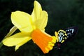 Cairns Birdwing butterfly on a daffodil