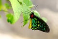 Cairns Birdwing Butterfly With Dew On