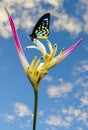 Cairns Birdwing butterfly on a Heliconia psittacorum flower