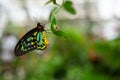 Cairns Birdwing Butterfly, Ornithoptera euphorion