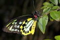 Cairns birdwing, ornithoptera euphorion