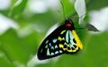 Cairns Birdwing profile side view Royalty Free Stock Photo