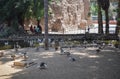 Cairo, egypt - January 15th 2021 - Photo of a crowd of ducks or Anas domesticus