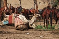 Cairo, Egypt - 06 Mar 2017. Camels close great pyramids in Giza, Cairo, Egypt