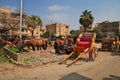 Cairo, Egypt - 06 Mar 2017. Horses close great pyramids in Giza, Cairo, Egypt