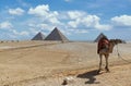 A camel ready for tourists, Giza Pyramids on background. Egypt Royalty Free Stock Photo