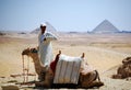 Cairo / Giza, Egypt - May 7, 2008 - Camel rider in the desert of Sahara. Bedouin and camel near the Pyramids. Royalty Free Stock Photo