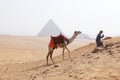 Picture of a bedouin and his camel near the Pyramids of Giza on a beautiful sunny day Royalty Free Stock Photo