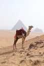 Picture of a bedouin and his camel near the Pyramids of Giza on a beautiful sunny day Royalty Free Stock Photo