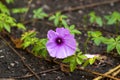 Cairo morning glory flower with palmate leaves on ground. Also c