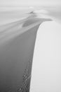 Cairo spiny mouse tracks along a dune in the Egyptian white desert Royalty Free Stock Photo