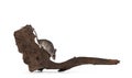 Cairo spiny mouse on white background Royalty Free Stock Photo