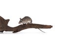 Cairo spiny mouse on white background Royalty Free Stock Photo