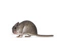Cairo spiny mouse on white background