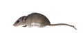 Cairo spiny mouse on white background