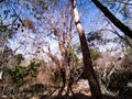 caja tree in the background in the Brazilian semiarid region Royalty Free Stock Photo