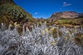 Cajas National Park Azuay Ecuador South America