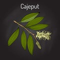Cajeput Melaleuca leucadendron , or weeping paperbark, medicinal plant