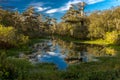 Cajun Swamp & Lake Martin, near Breaux Bridge and Lafayette Louisiana Royalty Free Stock Photo