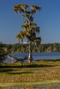 Cajun Swamp & Lake Martin, near Breaux Bridge and Lafayette Louisiana Royalty Free Stock Photo