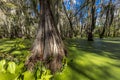 Cajun Swamp & Lake Martin, near Breaux Bridge and Lafayette Louisiana Royalty Free Stock Photo