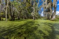 Cajun Swamp & Lake Martin, near Breaux Bridge and Lafayette Louisiana Royalty Free Stock Photo