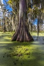 Cajun Swamp & Lake Martin, near Breaux Bridge and Lafayette Louisiana Royalty Free Stock Photo