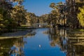 Cajun Swamp & Lake Martin, near Breaux Bridge and Lafayette Louisiana Royalty Free Stock Photo