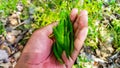 A man holding a bunch of cajuput leaves