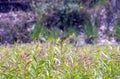 Cajuput (Melaleuca cajuputi) seedlings in the nursery, selected focus, in Yogyakarta, Indonesia