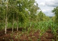 Cajuput trees (Melaleuca cajuputi) and young corn plants growing on the dry land