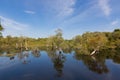 Cajuput, white Samet tree growing at Swamp flooded forest in water against blue